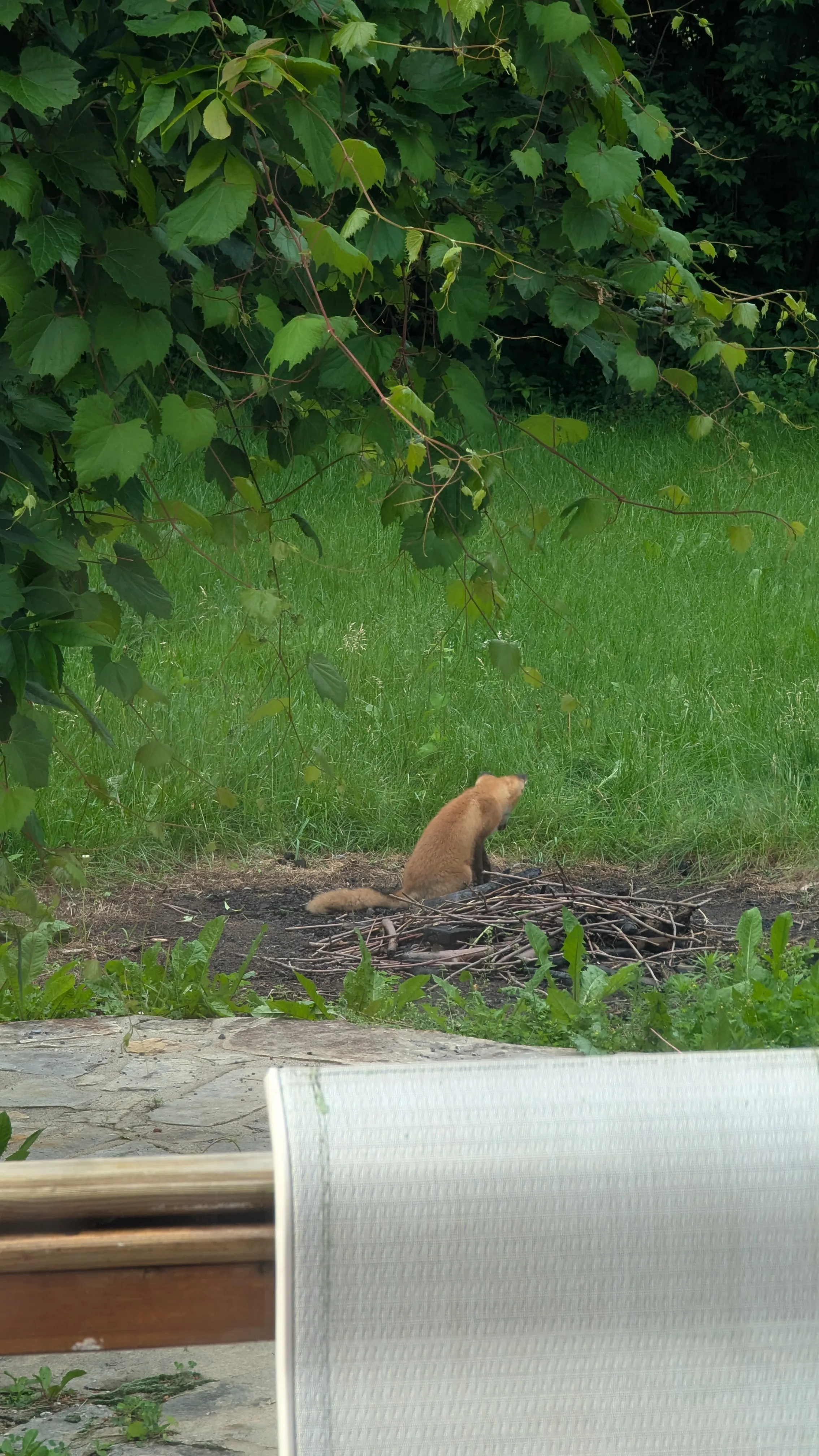 red fox nest